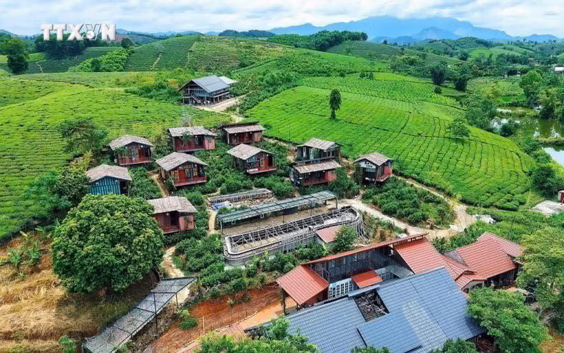 明台乡确定将茶树作为主导经济作物，推动茶产业发展与社区旅游相结合。图片来源：越通社