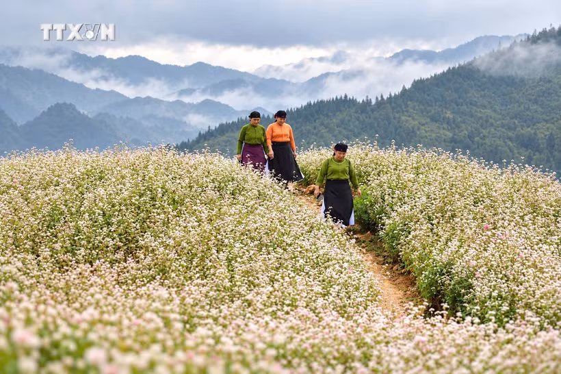 荞麦花盛开美景。图自越通社