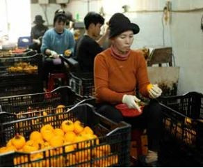柿子初级加工与消毒环节 3.jpg