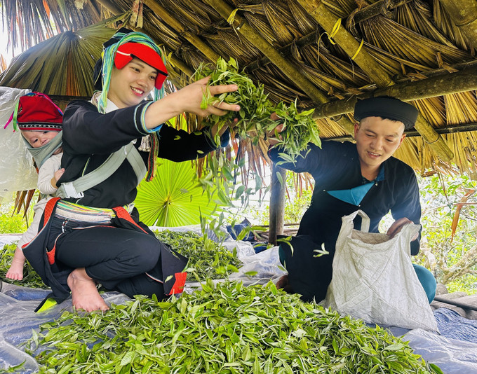 西昆岭山顶上一批批采摘的春茶。图:德寿 shan-tuyet-14525-15.jpg