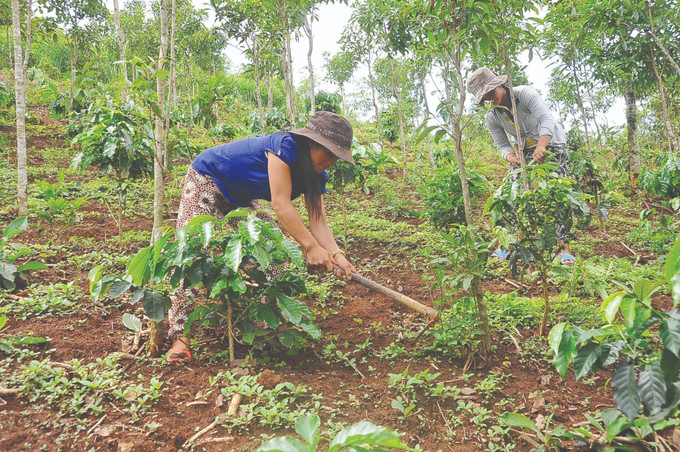 公伯陇县小果咖啡树种植面积近1000公顷,其长势良好,帮助色当族许多家庭摆脱了贫困,并走向了富裕。 3207eda7-2b09-4387-9327-ce9a6bd51245.jpg