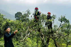 瑶族妇女在西昆岭山顶上采摘春茶。图：德寿