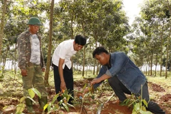 石盛（右）分享在橡胶林下种植买麻藤的经验。图自越通社