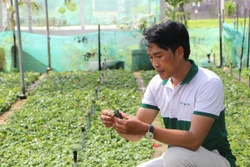 广义省卫江乡义协农业花卉服务合作社社长陈光日检查玫瑰苗。图自https://dantocmiennui.baotintuc.vn/
