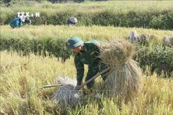 边防部队协助群众抢收水稻。图自越通社