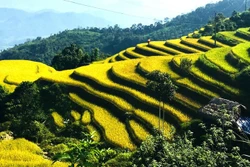 在秋日阳光下，宣光省清水乡沙斌村的梯田仿佛被一望无际的成熟稻米镀上了一层金光。图自越通社