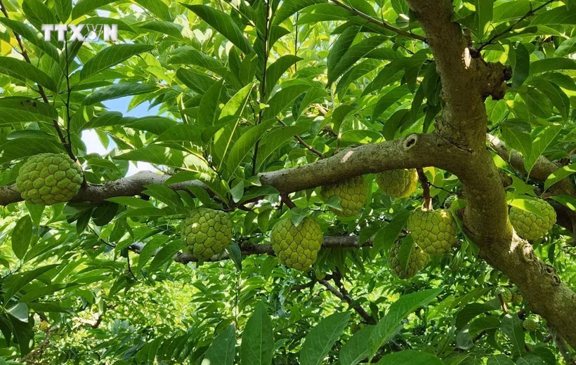 番荔枝扎根石山 成为宣光省山区群众增收新产业。图自越通社