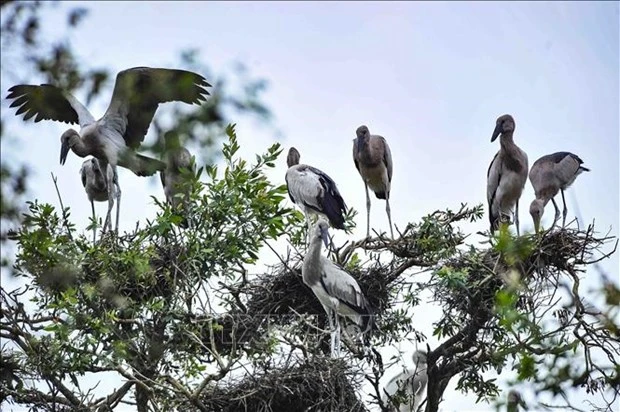 越南生物多样性位居世界16位