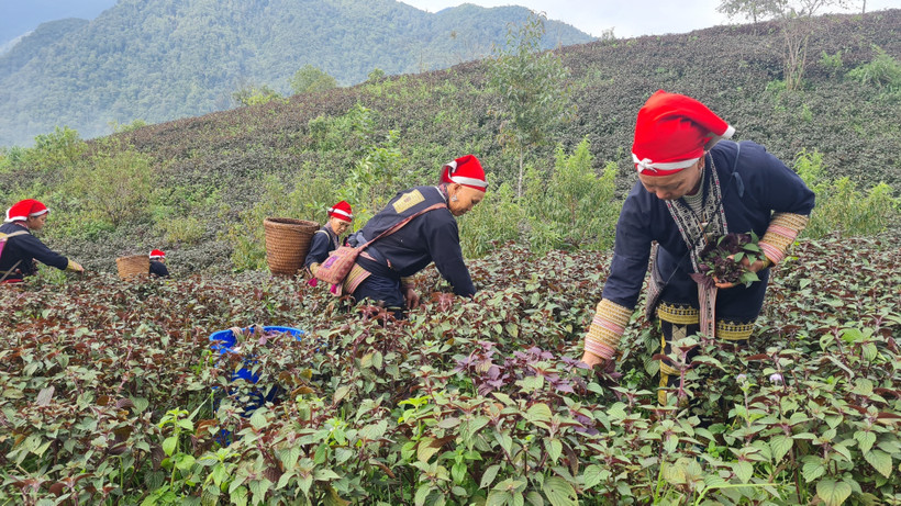 提升沙坝草药的价值