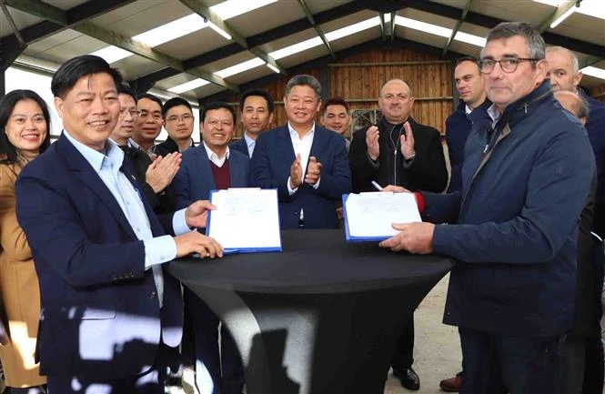 河内市与比利时瓦隆地区合作开发3B奶牛品种