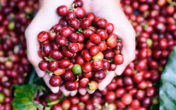 越南对中国的咖啡出口急剧增长