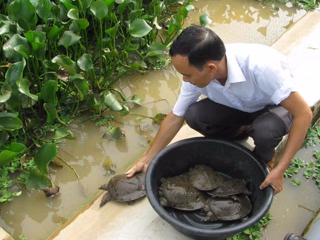 甲鱼养殖模式铺平农民致富之路