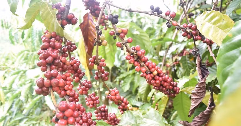 《越英自由贸易协定》助力越南咖啡产业扩大在英国的市场份额