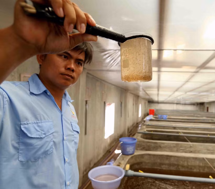 挑选优质虾苗的经验