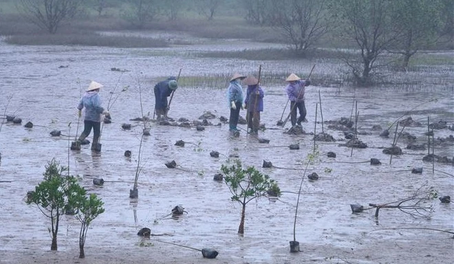 红河平原地区红树林恢复和可持续管理项目启动