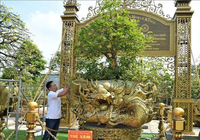 同塔省十棵黄梅花树系列拿下世界纪录