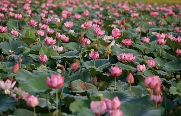 承天顺化省努力保护荷花种子 推动荷花种植业可持续发展