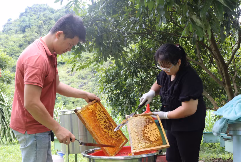 高平省蜜蜂养殖业助力扶贫济困工作