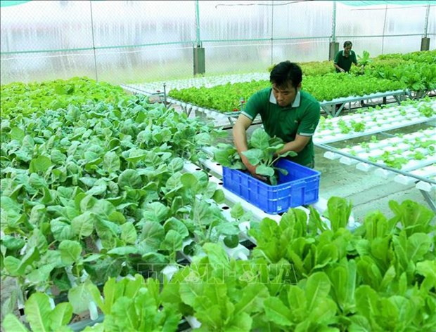 越南有机农产品在澳大利亚市场的发展前景广阔