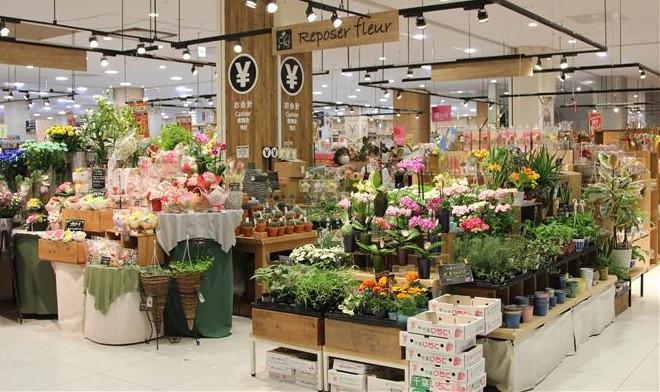 越南花卉开始在日本市场站稳脚跟