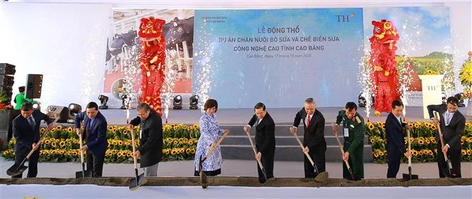 总额达逾2.5万亿越盾的奶牛养殖和牛奶加工厂正式在高平省开工