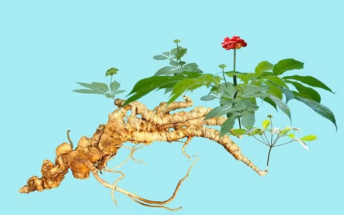 注重打造越南玉玲参商标品牌