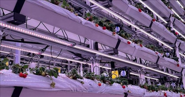 马来西亚和泰国应用新加坡技术种植高产草莓