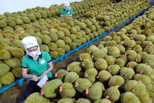 越南反季节榴莲在中国市场颇受欢迎