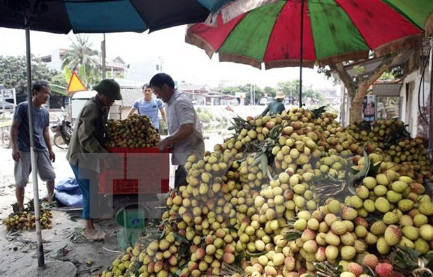 越南通过老街口岸出口7000多吨荔枝