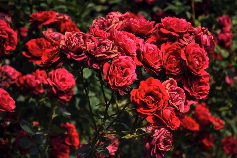 情人节期间大叻玫瑰花价格增加了1-2倍