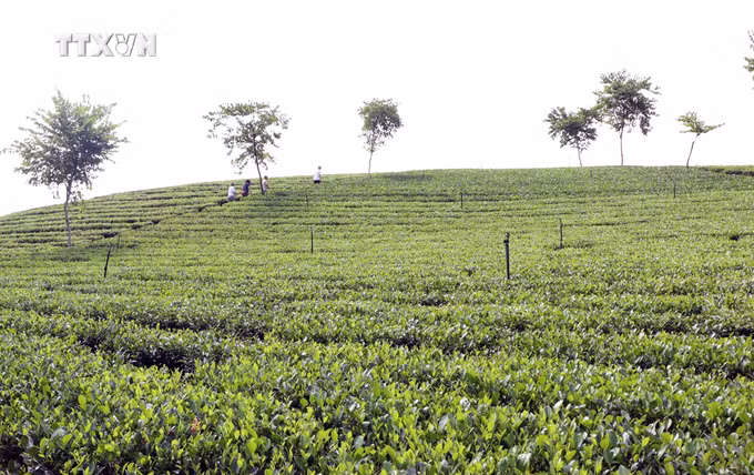 vna-potal-phu-dinh-thai-nguyen-phat-huy-loi-the-nang-cao-doi-song-nguoi-dan-8965415.jpg