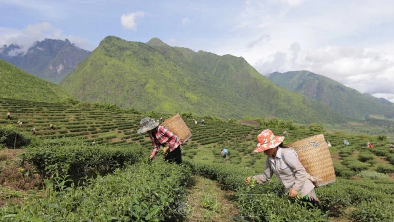 发展茶叶原料产区，为莱州省群众带来温饱富足的生活。