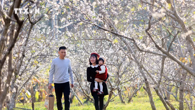 游客们参观山罗省李子园。图自越通社