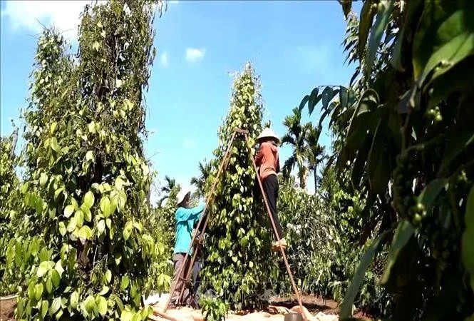 嘉莱省农民正在采收胡椒。