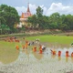 高棉僧侣和信徒在罗寺后院2000多平方米的田地上热情地插秧的景象，其描绘出一幅宁静而又生机勃勃的乡村画卷。