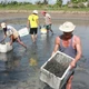 永顺县永平北乡农民在稻田上收获罗氏沼虾。