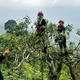 瑶族妇女在西昆岭山顶上采摘春茶。图：德寿