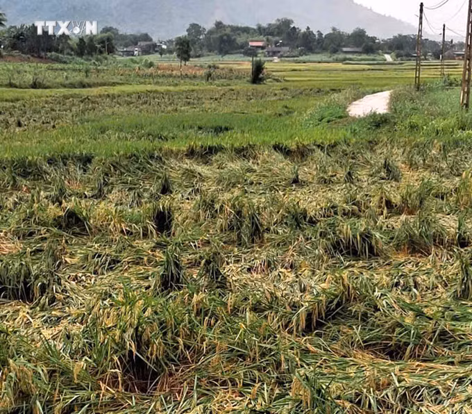 vna-potal-giong-loc-mua-da-gay-thiet-hai-nang-nhieu-dia-phuong-mien-nui-nghe-an-8738953.jpg