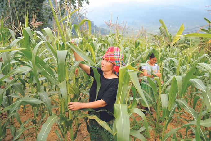 安沛省站奏县积极实现农作物种植结构调整 ảnh 1