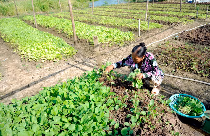 金瓯省富新县农作物种植模式取得高效 ảnh 1