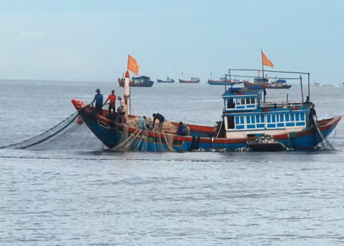 美国战略与国际研究中心：东海捕鱼产量大幅下降 ảnh 1
