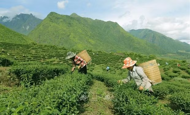 越南努力降低山区和边境地区少数民族贫困率 ảnh 1