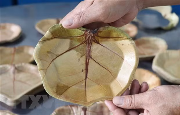 独特的海葡萄叶环保碟子 ảnh 1