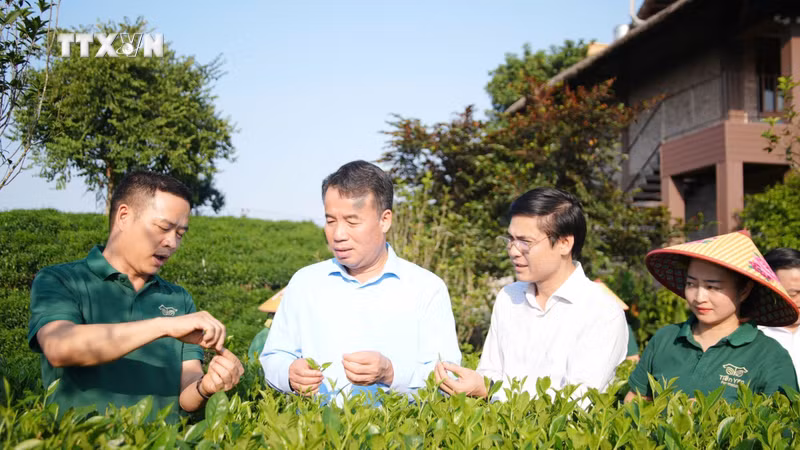 太原省人民委员会主席阮世孟在新疆茶区检查茶叶节筹备工作。图自越通社