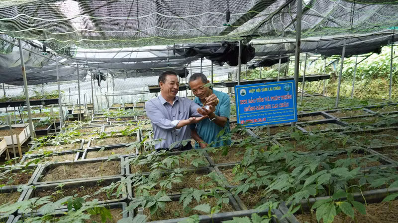 莱州人参是一种特有药用植物，具有较高的经济价值和巨大的发展潜力。图自越通社