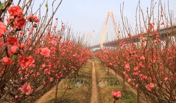 桃花的意义