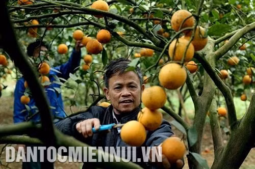和平省高峰县进入橙子成熟的季节