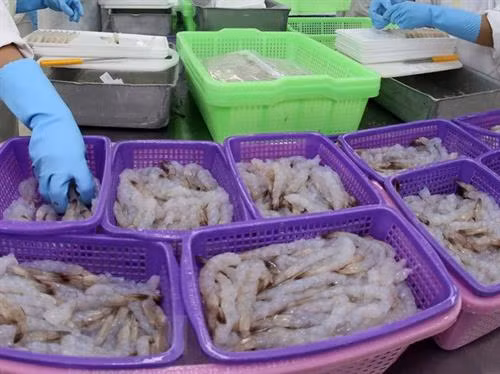 欧盟--越南虾类产品的最大出口市场