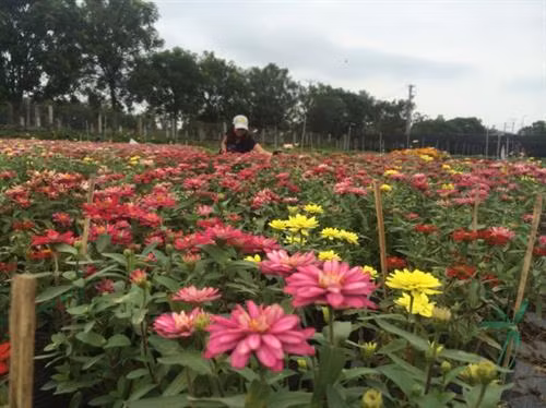 同塔省沙沥村独特花卉盆景吸引游客青睐