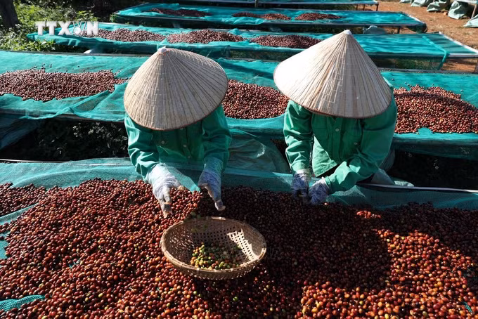 vna_potal-phat-trien-thanh-pho-buon-ma-thuot-tro-thanh-diem-den-cua-ca-phe-the-gioi-7235162.jpg